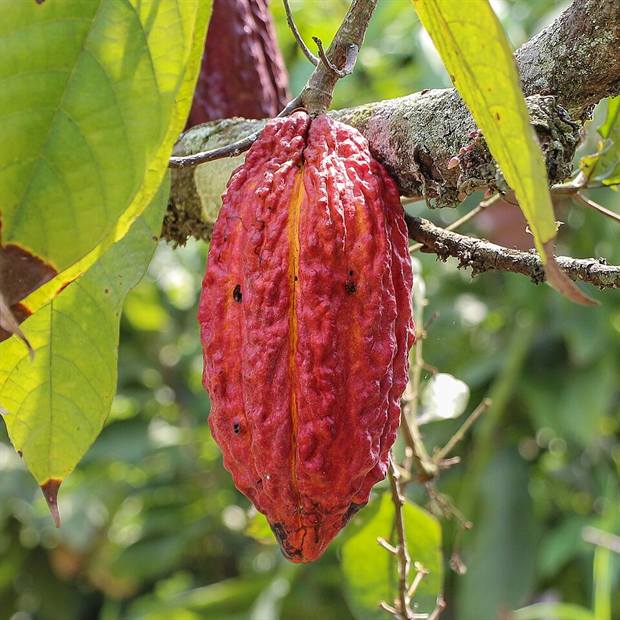 Fruto de cacao