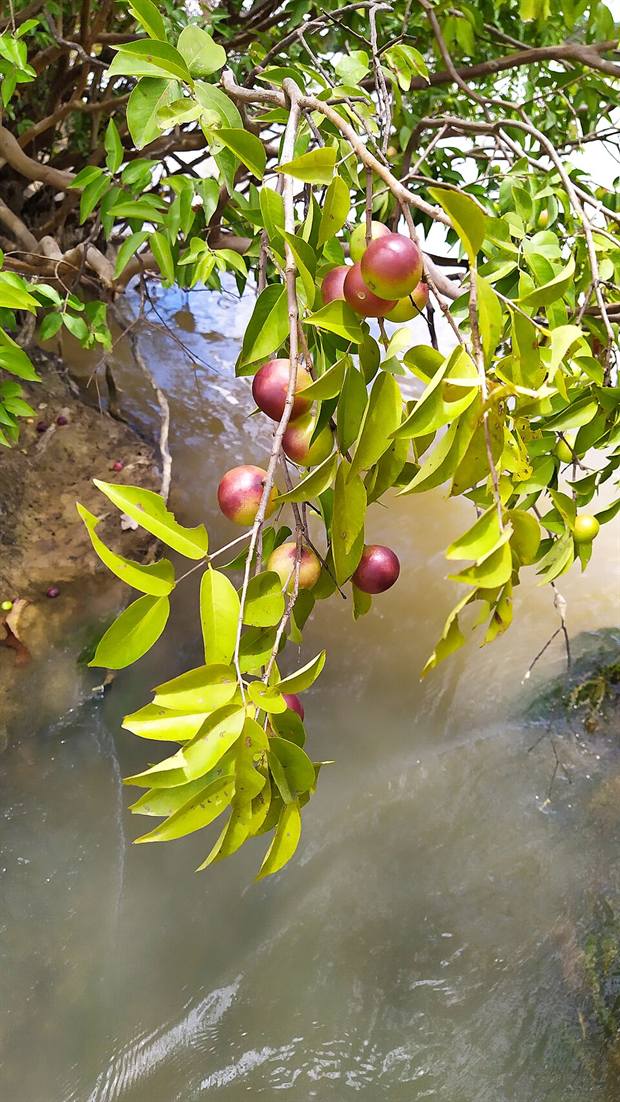 Frutos de camu camu